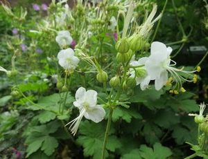 geranium macr white ness3