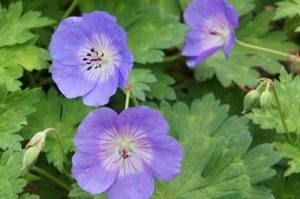 geranium rozanne2