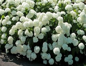 hydrangea annabelle