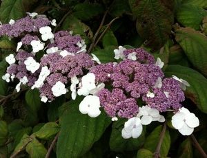 hydrangea aspera3