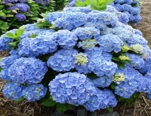 hydrangea bodemsee