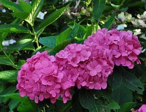 hydrangea bouguet rose2