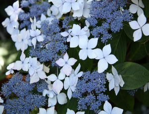 hydrangea mariesii perfecta2