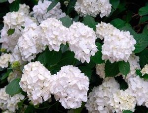 hydrangea mme e mouliere3