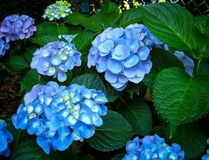 hydrangea nikko blue2