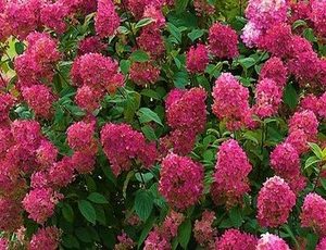 hydrangea wims red