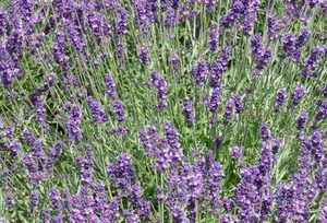 lavandula dwarf blue