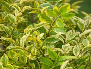 ligustrum ovalifolium aureum2