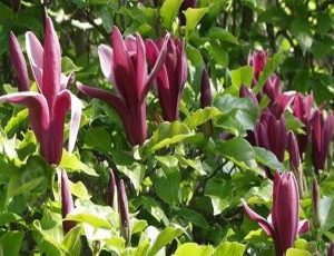 magnolia liliifloro nigra2