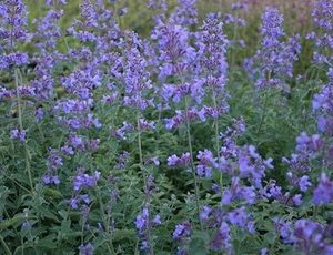 nepeta faassenii shg