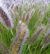 pennisetum hameln2