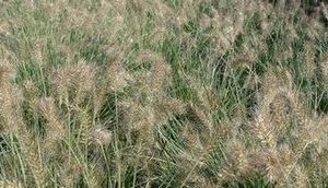 pennisetum little bunny