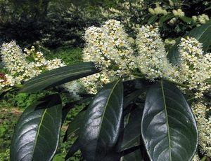 prunus laurocerasus herbergii2