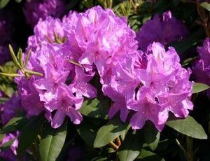 rhododendron cat grandiflora3