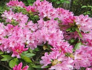 rhododendron cosmopolitan