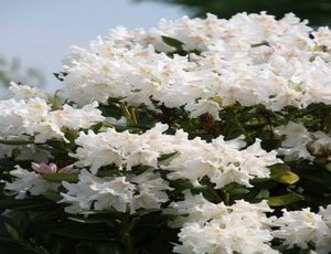 rhododendron cunningham white2