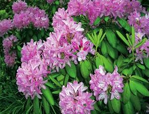 rhododendron flimmer