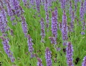 salvia ostfriesland