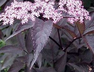 sambucus nigra black beauty3