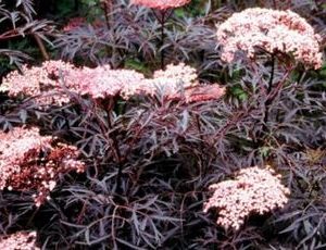 sambucus nigra black lace2