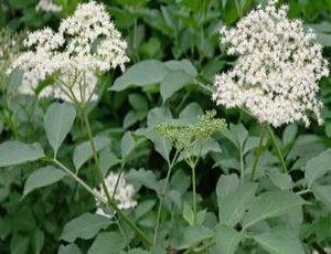 sambucus racemosa