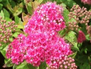 spiraea japonica manon