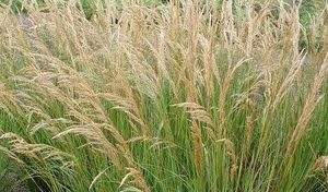 stipa calamagrotis