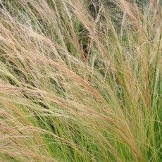 stipa gigantea