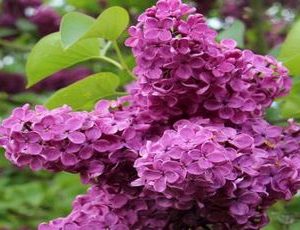 syringa v charles joly2