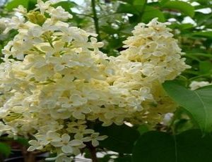 syringa v primerose2