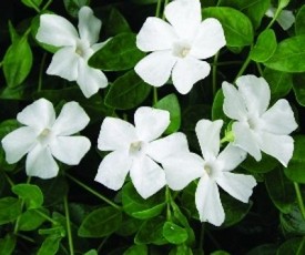 vinca minor alba